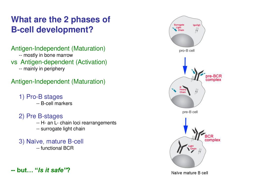 Markers Of B Cell Activation